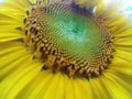 Sunflower image,Helianthus annuus flower image